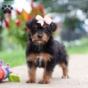 Riot, Yorkie Poo Puppy